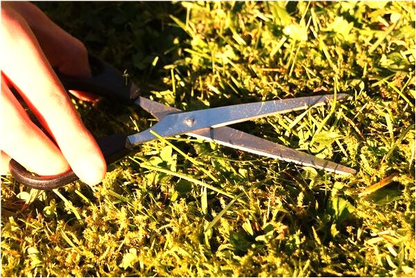 夢見烤魚之前魚頭沒了是什麼兆頭_周公解夢官網