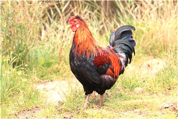 夢到跟前男友睡一張床是啥預兆_周公解夢官網