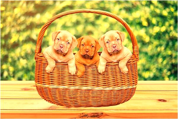 夢見女樣人意味什麼_周公解夢官網