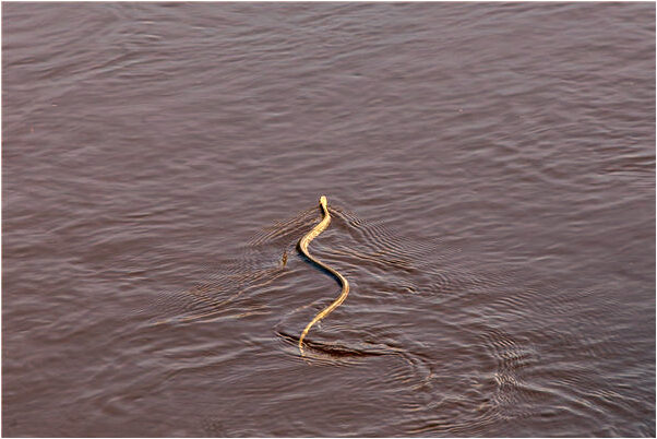 夢到了捉到許多鮎魚有什麼寓意嗎？_周公解夢官網