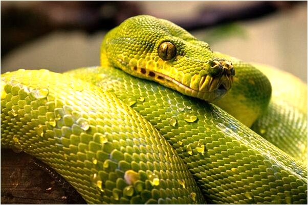 夢見觀世音佛墜有什麼意義嗎_周公解夢官網