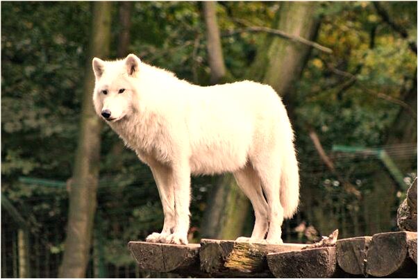 夢見幫兒子撥牙會是什麼預兆_周公解夢官網