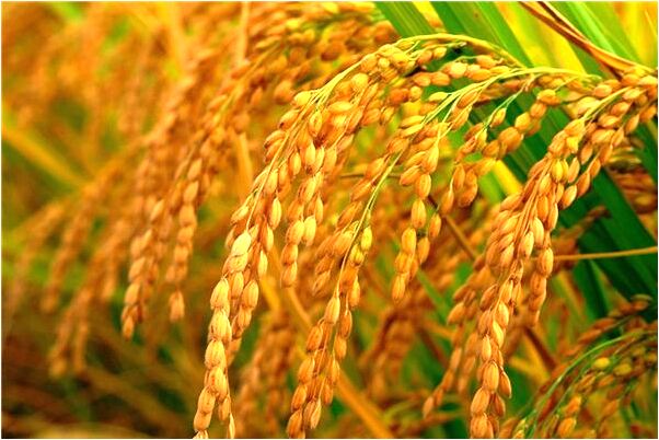 夢到了被蛇咬頸部的預兆_周公解夢官網