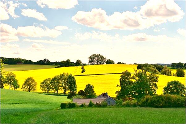 夢到了別人摘花給自己有什麼預兆_周公解夢官網