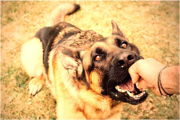 夢到了長了很多牙什麼寓意_周公解夢官網