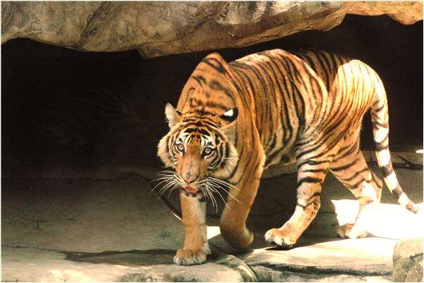 夢見老公跟其他女人有過性交怎么說_周公解夢官網