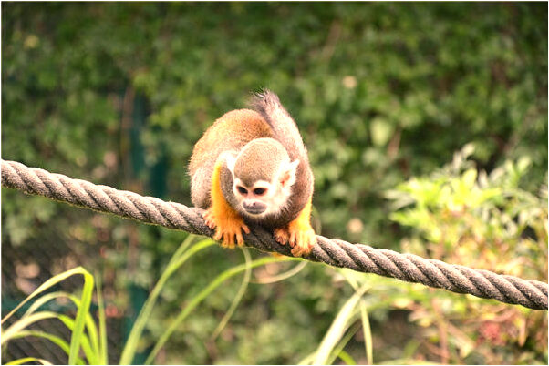 夢到菜讓人偷了的預兆_周公解夢官網