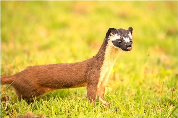 夢到了從房頂飛下來有什麼意思嗎_周公解夢官網