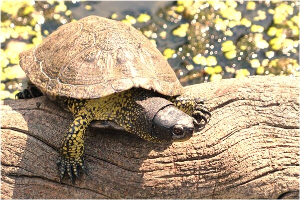 夢到了背豬肉是什麼預兆_周公解夢官網