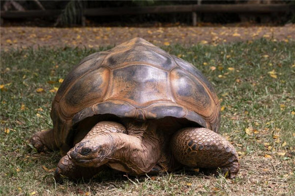 夢到大烏龜是什麼意思_周公解夢