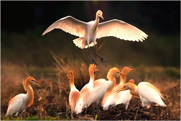 夢到小房間藍色的床和門預兆了什麼嗎_周公解夢官網