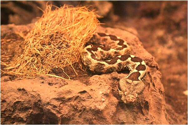 夢見老公腿斷了會是什麼預兆_周公解夢官網