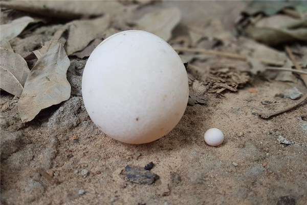 夢見王八蛋是怎麼回事_周公解夢