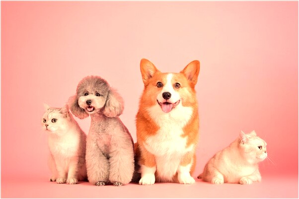 夢見一直跑一直飛會怎么樣_周公解夢官網