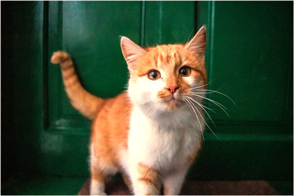 夢見自己在別人窗戶上拉屎有什麼預示嗎_周公解夢官網