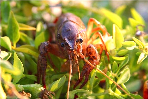 夢見海盜船被炸是什麼啟示_周公解夢官網