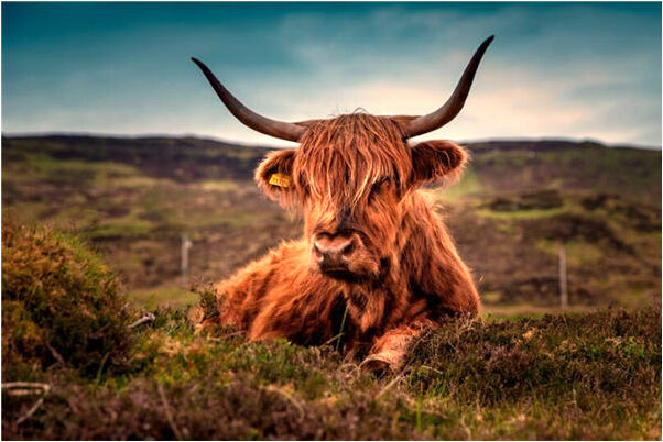 夢見媽媽手機被砍了是怎么回事_周公解夢官網