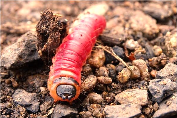 夢到了黑色鴛鴦會是什麼預兆_周公解夢官網
