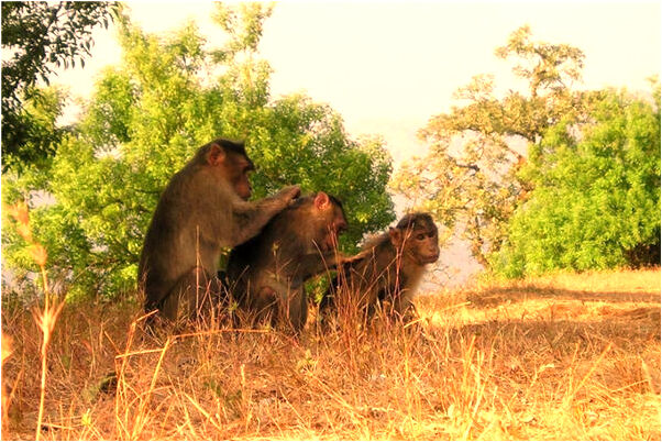 夢見蘭州限號哪裡能去是什麼啟示_周公解夢官網