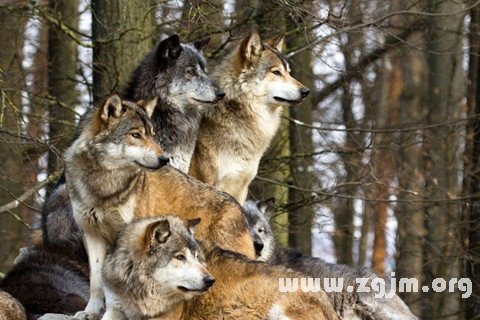 Dream of wolves