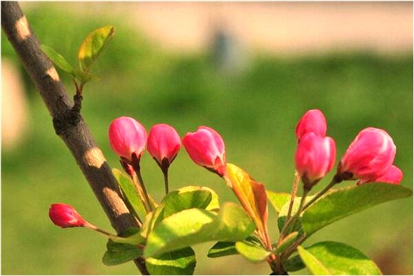 夢到了梳子短意味著什麼_周公解夢官網