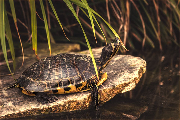 夢見陌生人帶我去見情人抱她是好事還是壞事_周公解夢官網