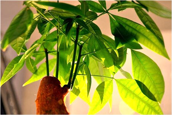 夢到幾個月大的小女孩的預兆_周公解夢官網