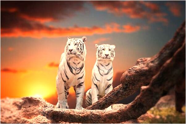 夢見大姐要離婚是什麼預兆_周公解夢官網