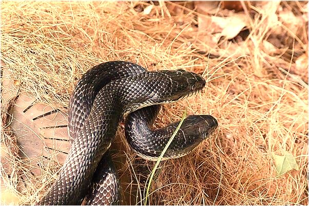 夢到了爸爸冤枉入獄會怎么樣_周公解夢官網