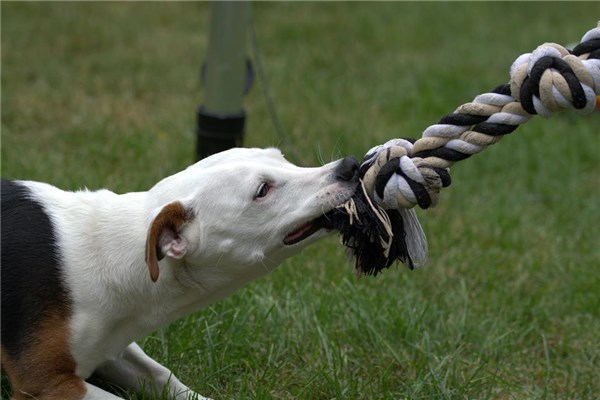 夢見被狗咬傷手有什麼意思嗎_周公解夢