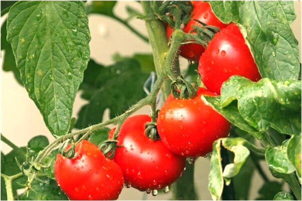 夢到金磚被收走是好事還是壞事_周公解夢官網