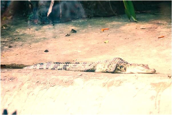 夢見太陽嗮的好厲害有什麼寓意嗎_周公解夢官網