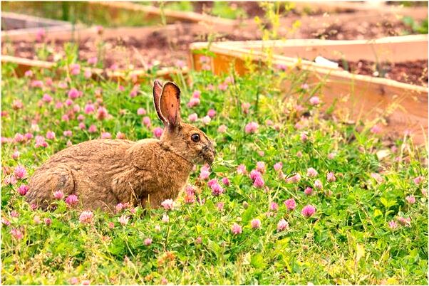 夢到了單戀的男生很想我是什麼預兆_周公解夢官網