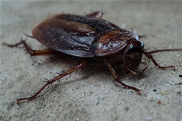 夢到很多蟑螂是什麼意思_周公解夢