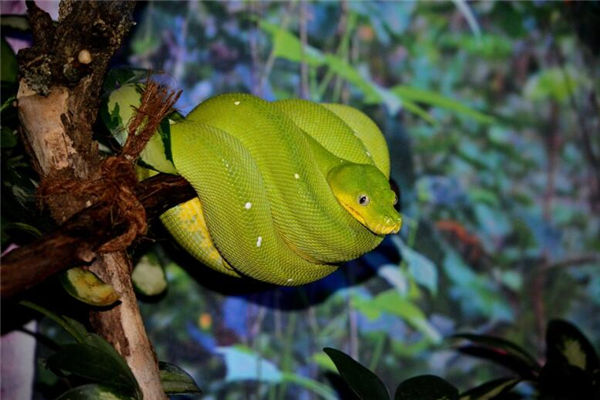 屬蛇年份和性格_十二生肖