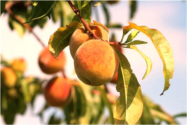 夢到自己抓碎骷髏頭射水出有什麼含義_周公解夢官網