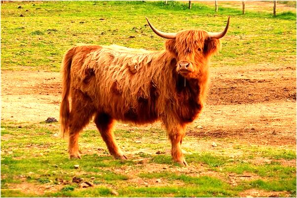 夢到房間沒有貼地磚是什麼預兆_周公解夢官網