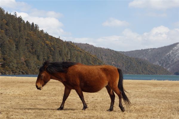 78年屬馬人2020年運勢_十二生肖