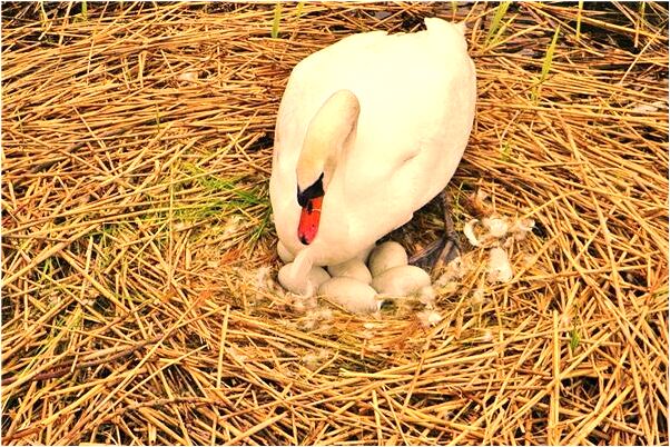 夢到老公的鞋子壞了怎么回事_周公解夢官網