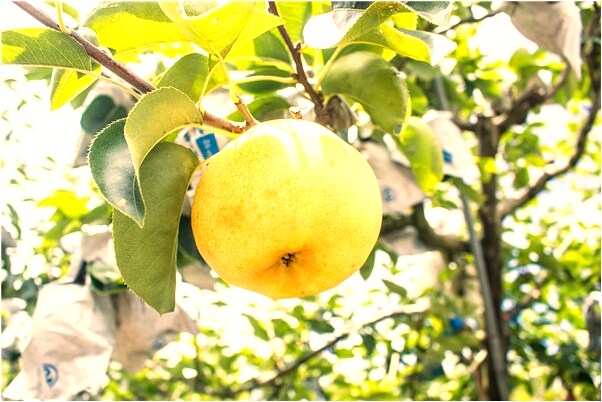 夢見我看亡夫洗澡有什麼徵兆_周公解夢官網