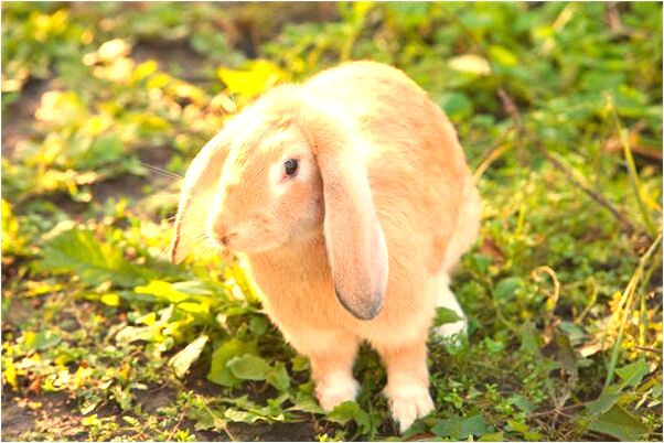 夢見男朋友背著我找小三有什麼意思嗎_周公解夢官網