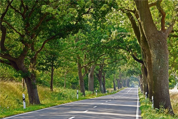 夢見古樹開花代表什麼_周公解夢