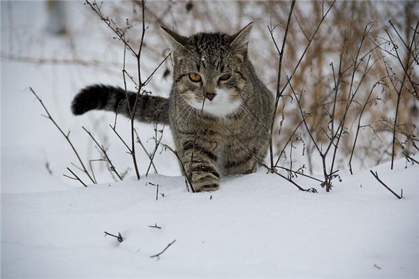 夢見殺貓是什麼意思_周公解夢