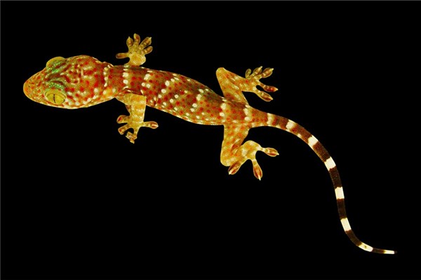 夢到吃壁虎是好是壞_周公解夢