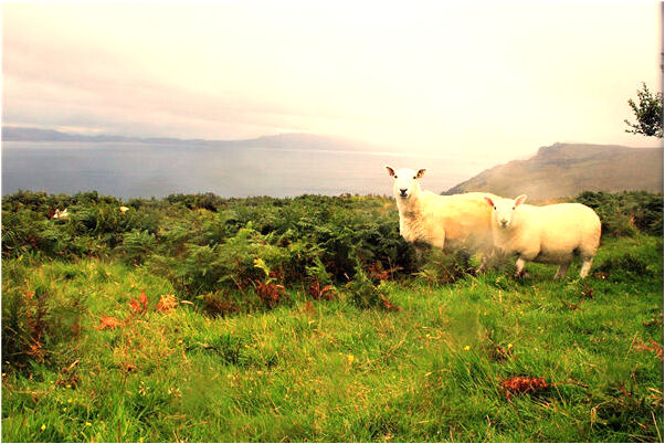 夢到在火車上做愛意味什麼_周公解夢官網