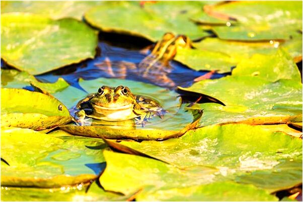 夢到了墳上開一棵黃花會有什麼預兆_周公解夢官網