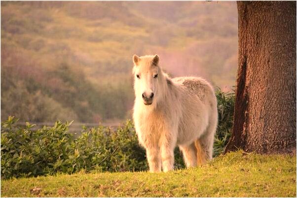 夢見自己在大水中游泳有什麼意思_周公解夢官網