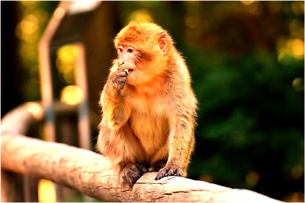 夢見自己下面厚槽牙成碎片是什麼意思_周公解夢官網