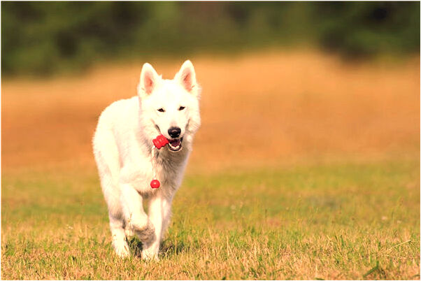 夢到了白裙吐痰意味什麼_周公解夢官網