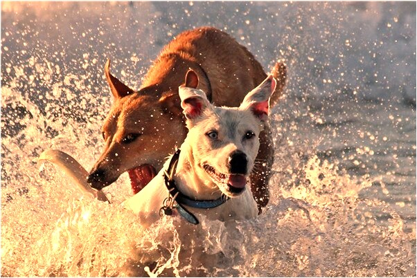 夢到河水遊玩意味著什麼_周公解夢官網